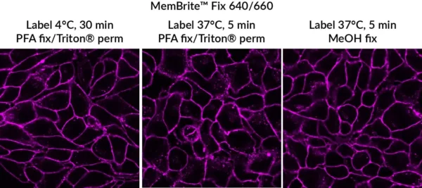 MemBrite™ Fix Cell Surface Staining Kits - Image 2