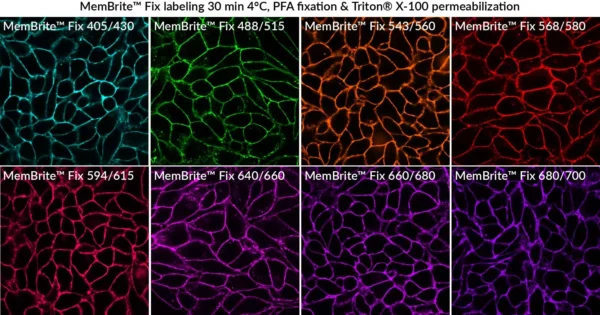 MemBrite™ Fix Cell Surface Staining Kits - Image 6