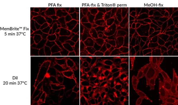 MemBrite™ Fix Cell Surface Staining Kits - Image 3