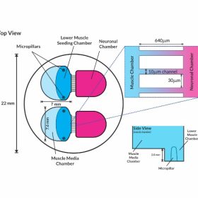 OMEGANMJ Neuromuscular Junction Device - Image 4