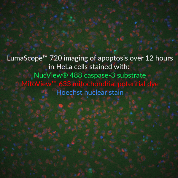 NucView® 488 & MitoView™ 633 Apoptosis Assay Kit - Image 7