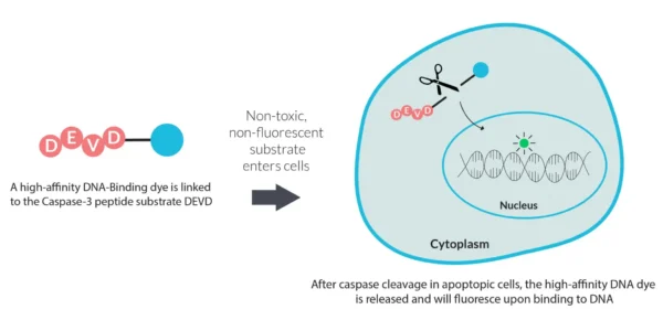 NucView® 488 Caspase-3 Enzyme Substrate, 1 mM in DMSO - Image 5