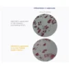 Human Platelet Lysate - Image 3