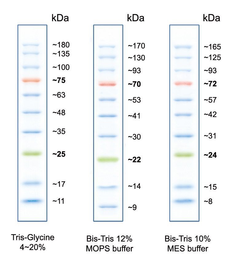 Peacock™ Prestained Protein Marker