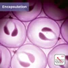 Deep Delivery Nanovesicle (DDS) Resveratrol