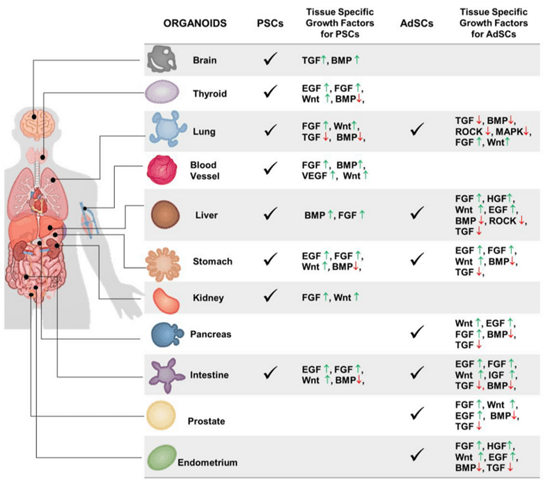 Type of tissue-specific growth factors for the generation of different human organoids such as brain, thyroid, lung, liver, kidney, pancreas, blood vessels, stomach, intestine, prostate and endometrium.