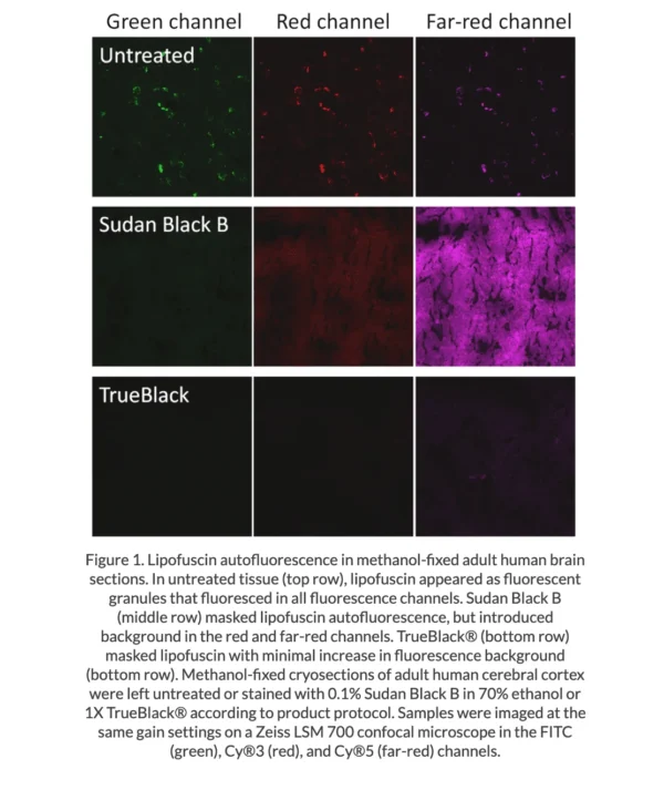 TrueBlack® Lipofuscin Autofluorescence Quencher - Image 2