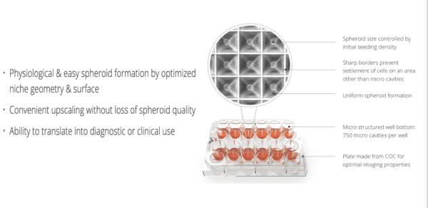 SphericalPlate 5D-Spheroids Cell Culture Plate - Image 8