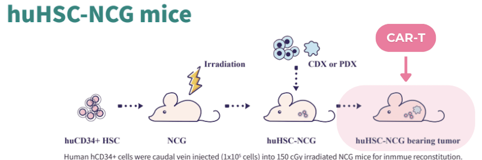 (huHSC) in NCG mice