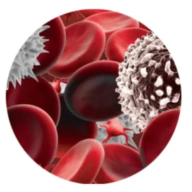 Human Whole Umbilical Cord Blood
