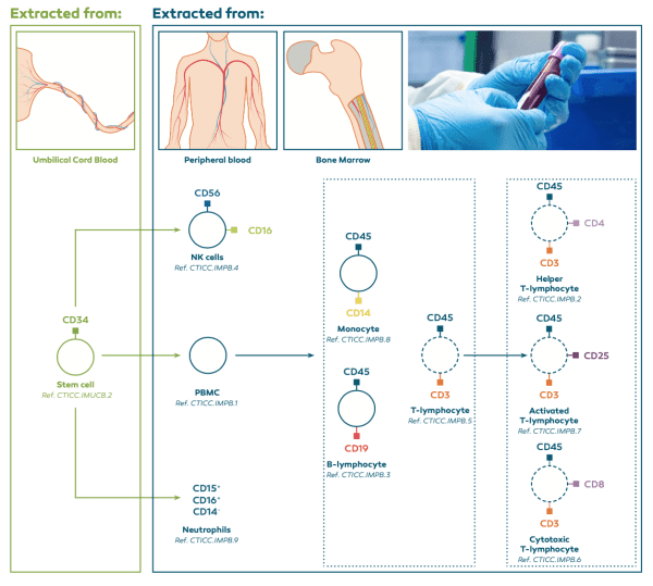Immune cells extraction process from umbilical cord, peripheral blood, and bone marrow