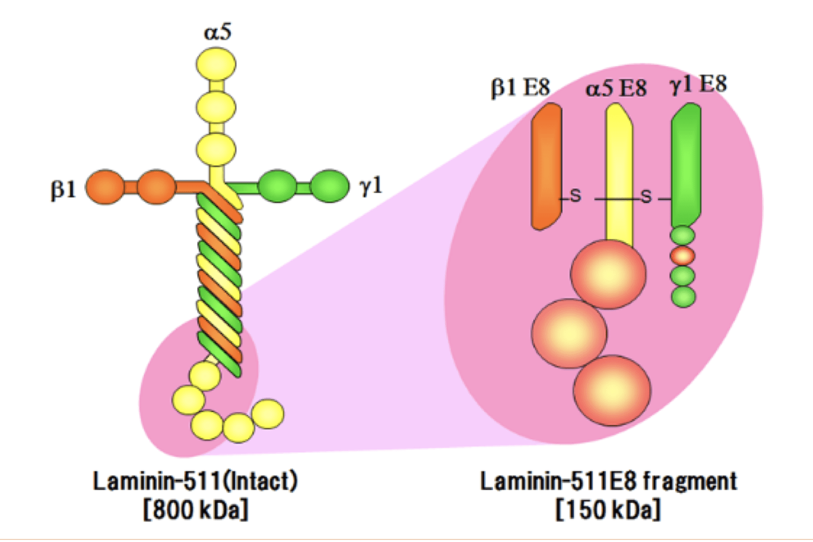 전장 라미닌(온전한) 및 절단된 라미닌(E8 단편)