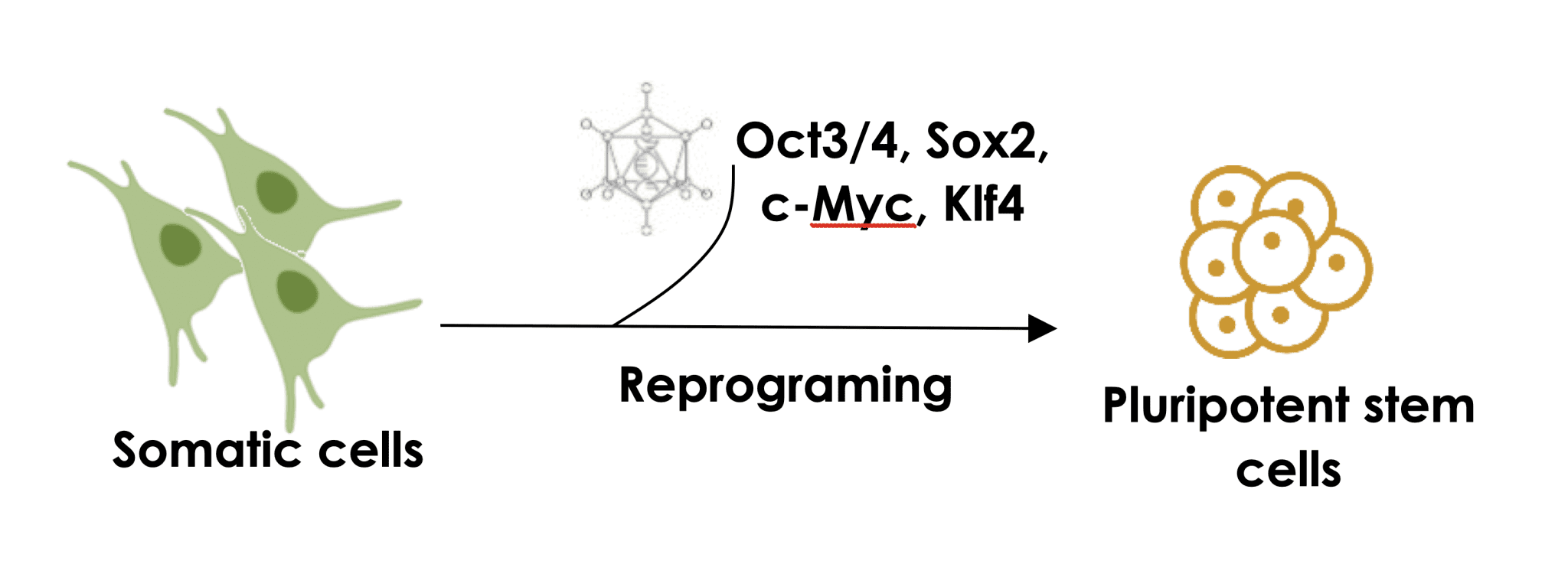 Reprograming somatic cells into pluripotent stem cells by introducing the reprograming factors.