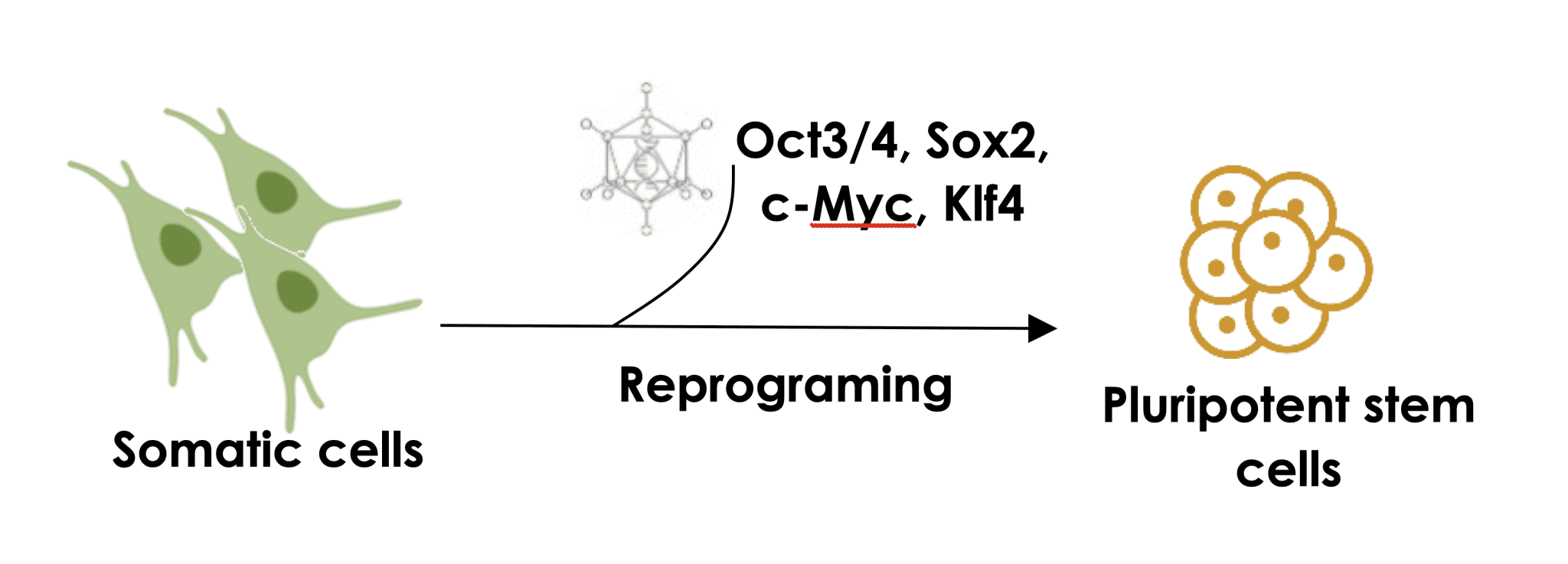 透過引入重編程因子將體細胞重編程為多能幹細胞。