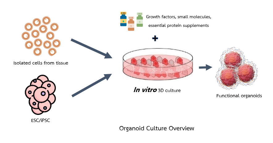3D Culture: How to culture Organoids Overview