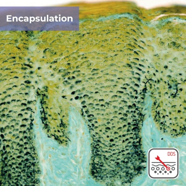 Deep Delivery Nanovesicle (DDS) Tranexamic