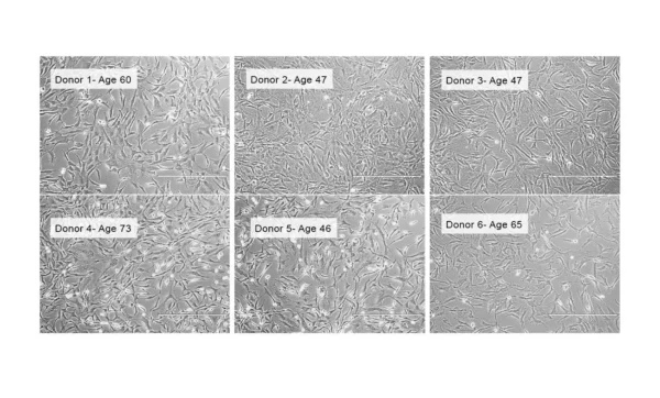 STEMGOLD Human Mesenchymal Stem Cell Expansion Medium Kit - Image 2