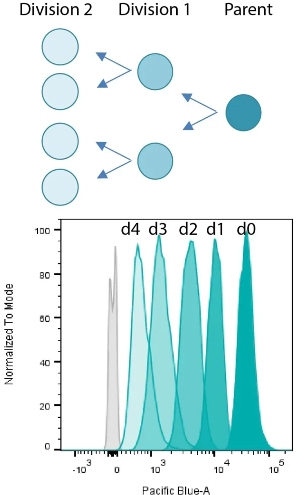 Calcein AM Cell Viability Assay Kit - Image 2