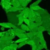 Calcein AM Cell Viability Assay Kit - Image 3