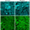 Calcein AM Cell Viability Assay Kit - Image 5
