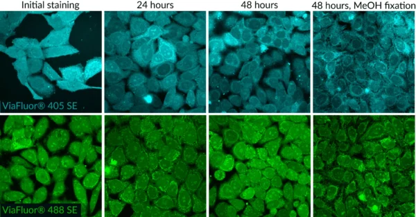 Calcein AM Cell Viability Assay Kit - Image 5