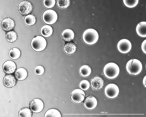 Bioprocess CellDex Flake Microcarrier - Image 3