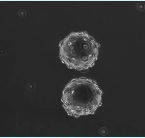 Bioprocess CellDex Flake Microcarrier