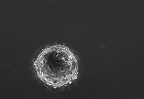 Bioprocess CellDex Flake Microcarrier - Image 6