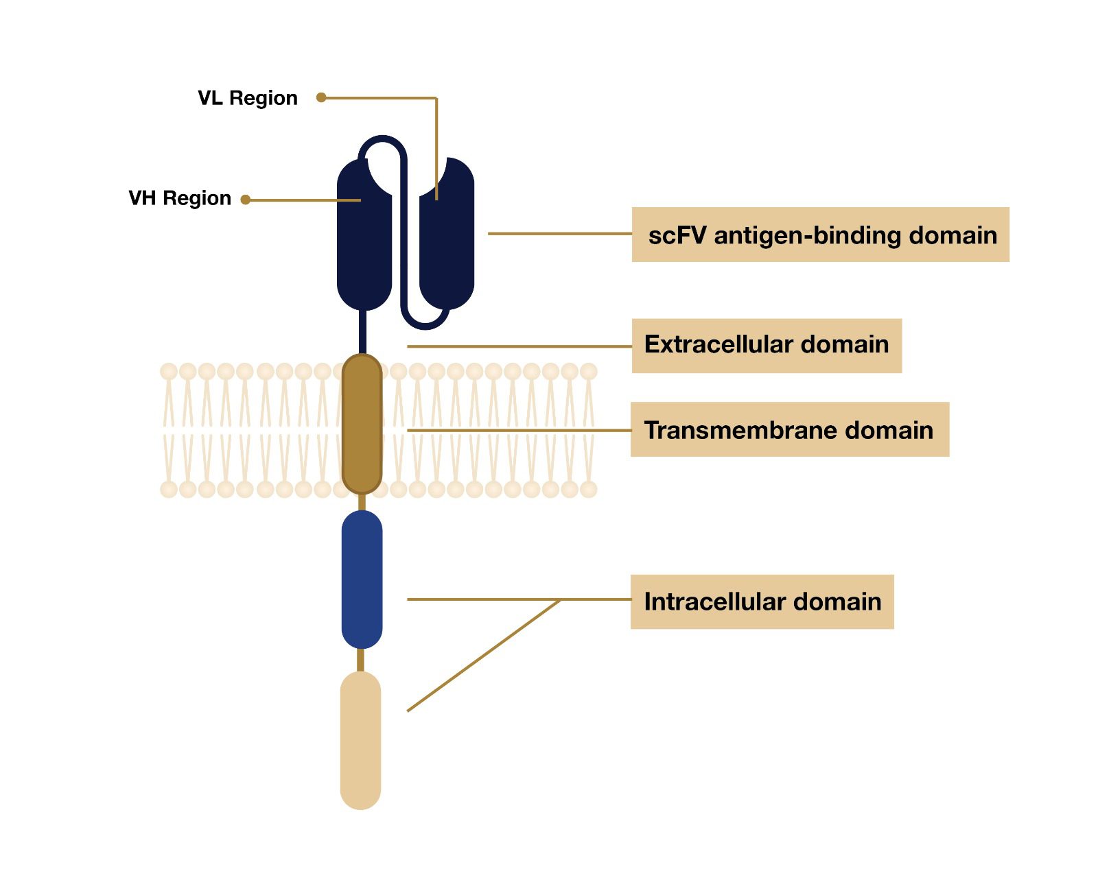 การแสดงภาพของโครงสร้างทั่วไปของ CAR-T แสดงโดเมนภายนอกเซลล์ 3 ส่วนหลัก โดเมนทรานส์เมมเบรน และโดเมนภายในเซลล์