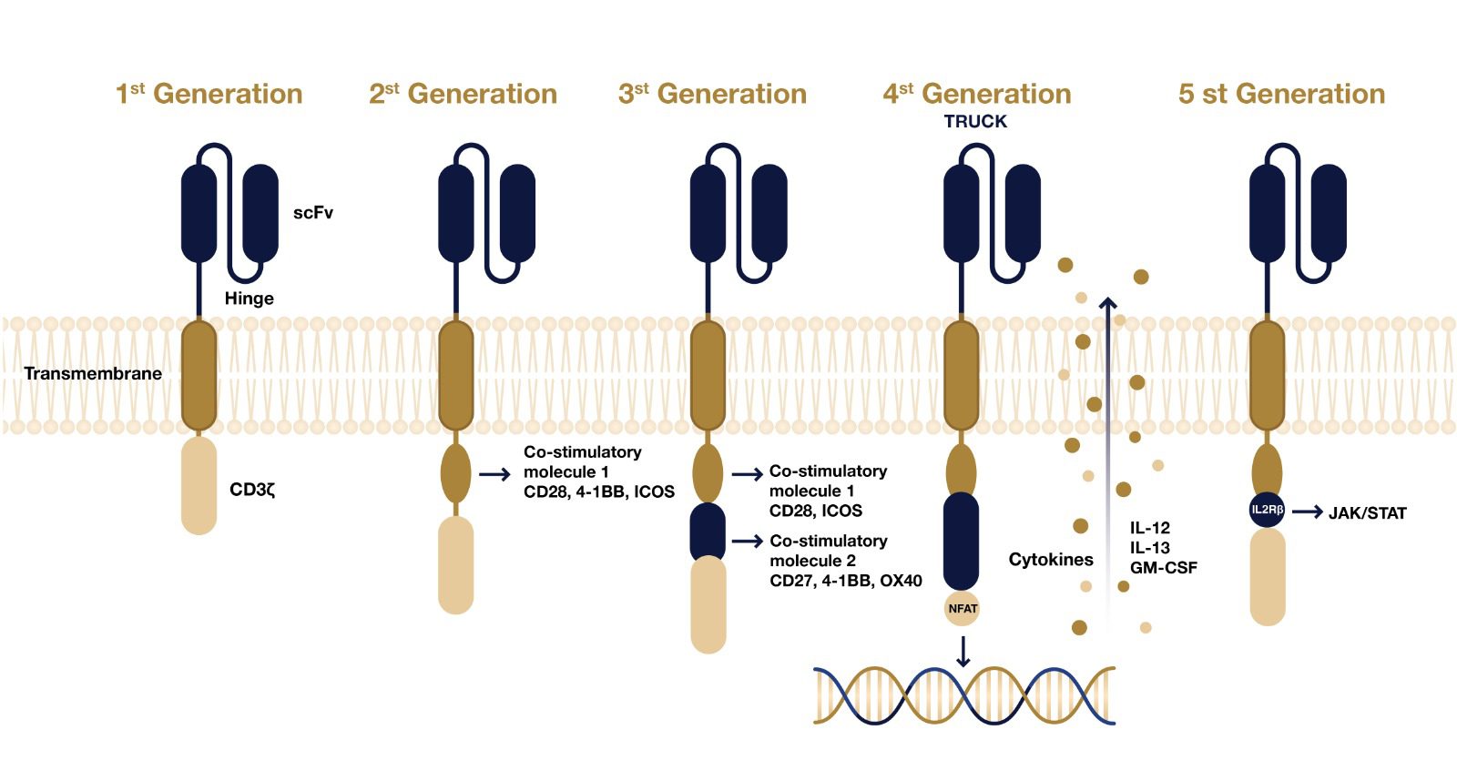 Visual representation of how CAR-T structure has evolved from first generation, to second , third, fourth and fifth generation. 