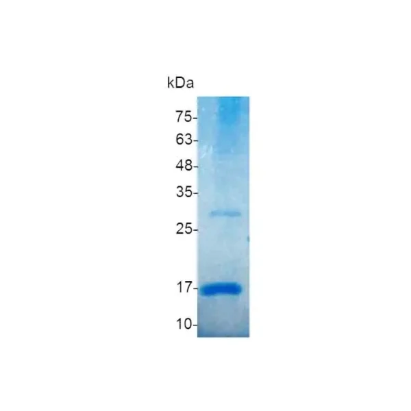 Activin B, Human - Image 2