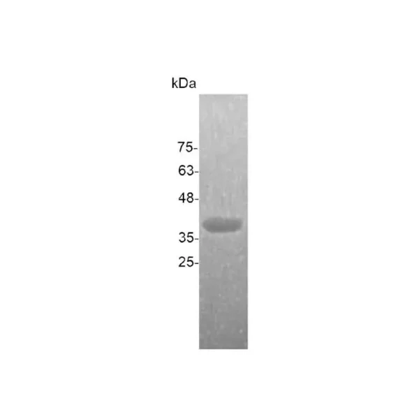 Annexin V, Human - Image 2