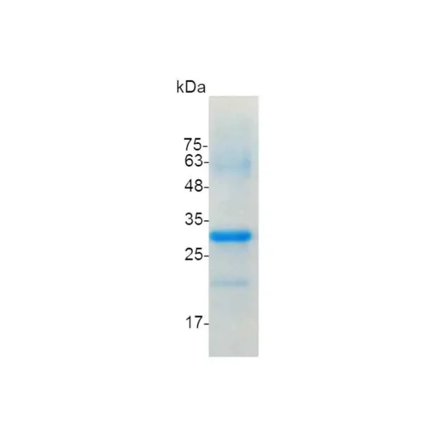 CD326, Human - Image 2