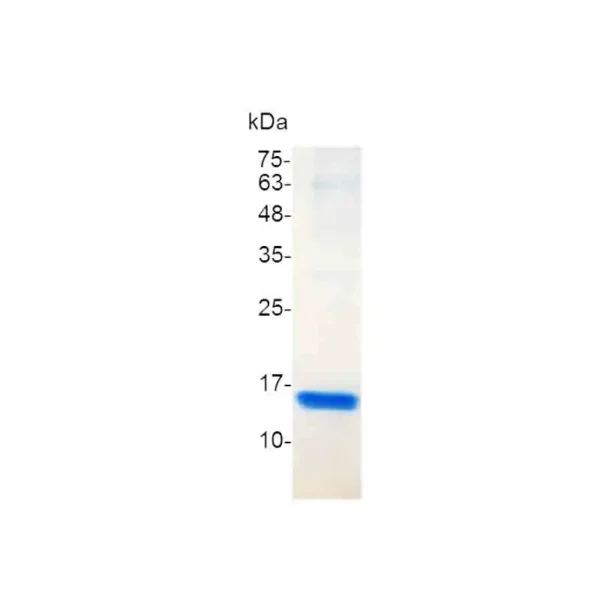 CD40L, Human - Image 2