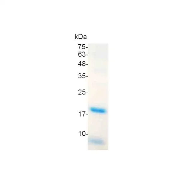 CDNF (Cerebral dopamine neurotrophic factor), Human - Image 2