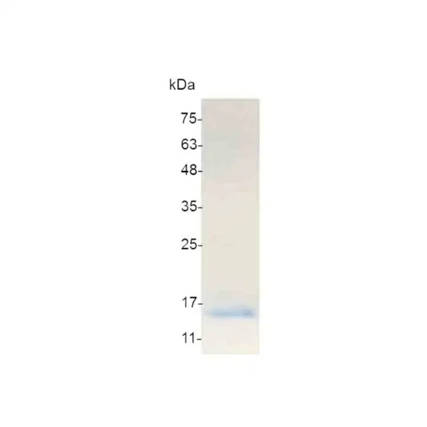 CXCL10, Swine - Image 2