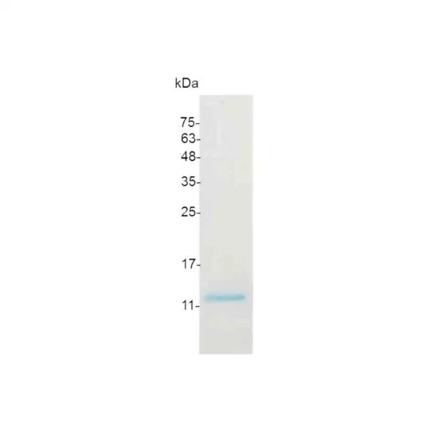CXCL10, Mouse - Image 2