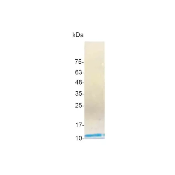 CXCL12 (24-88), Human - Image 2