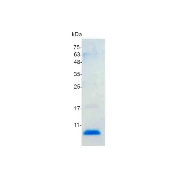 CXCL12, Mouse - Image 2