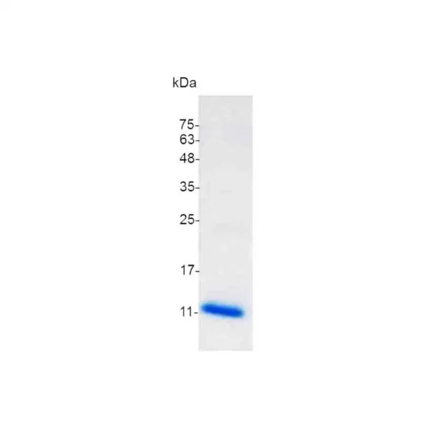 CXCL13, Human - Image 2