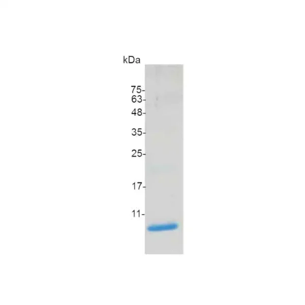 CXCL2, Mouse - Image 2