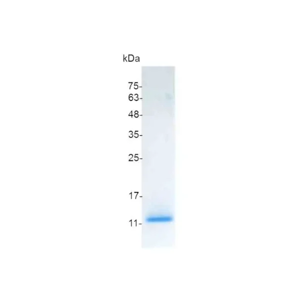 CXCL3, Human - Image 2