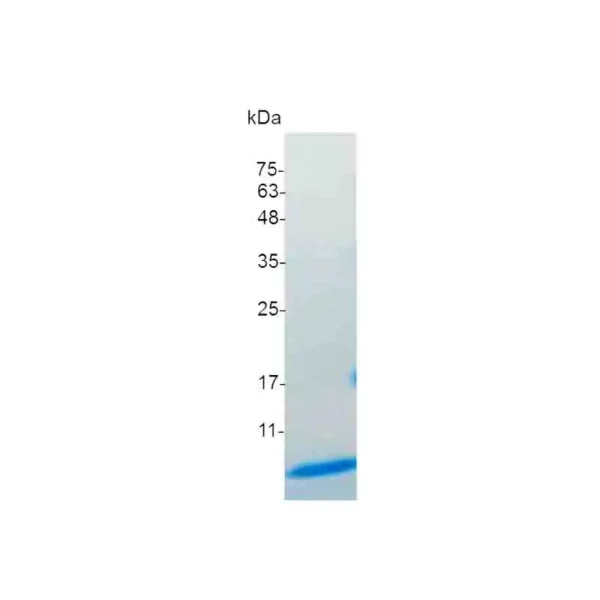 CXCL3, Mouse - Image 2