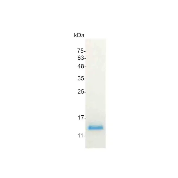 CXCL4, Human - Image 2
