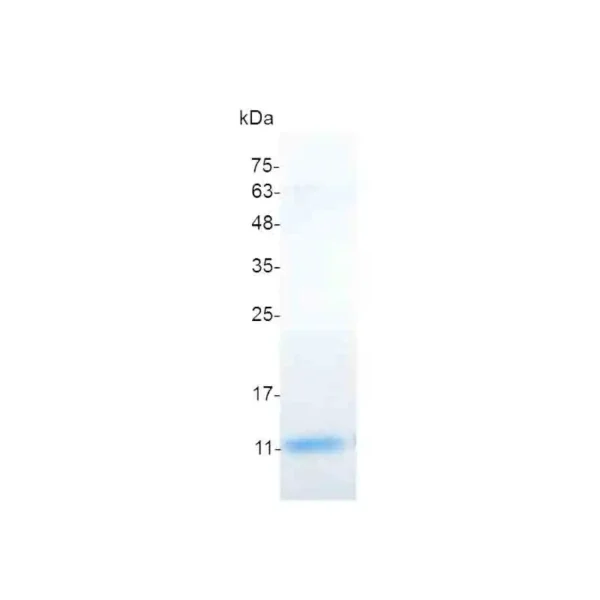 CXCL6, Human - Image 2