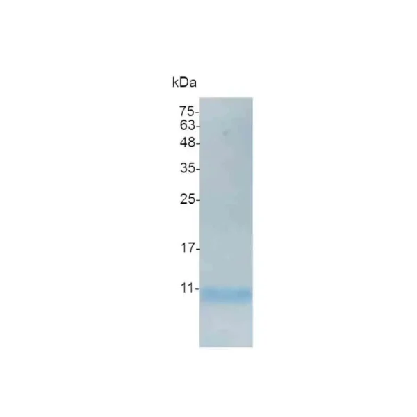 CXCL7, Human - Image 2