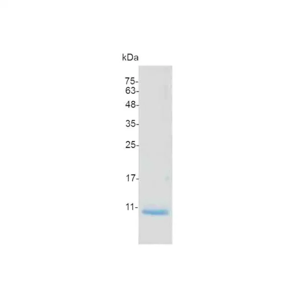 CXCL7 (40-113), Mouse - Image 2