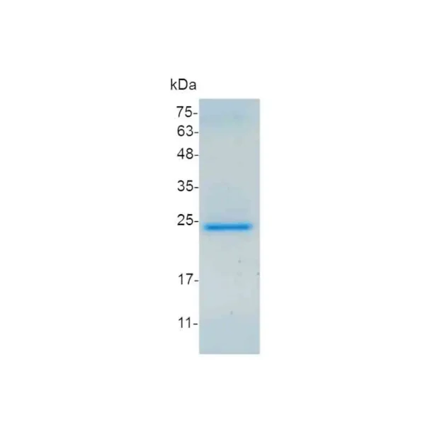 CXCL9, Swine - Image 2