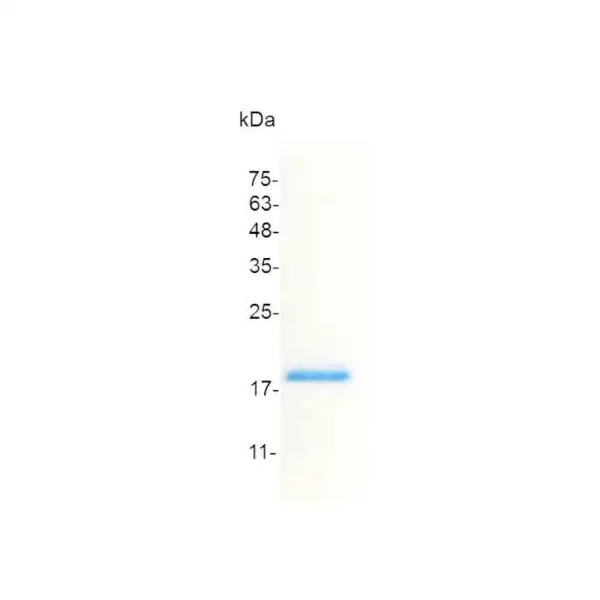 CXCL9, Human - Image 2