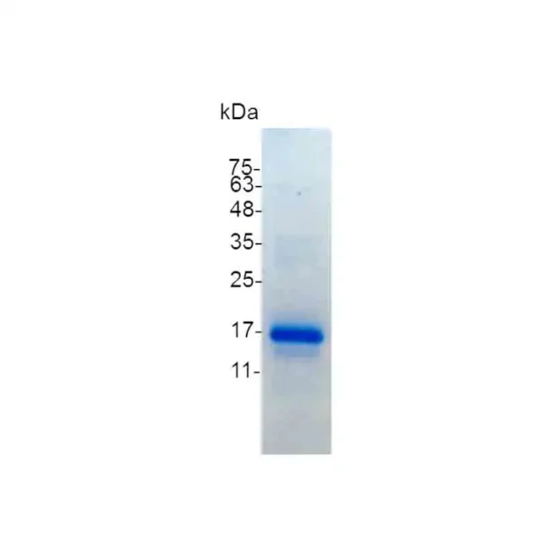 CXCL9, Mouse - Image 2